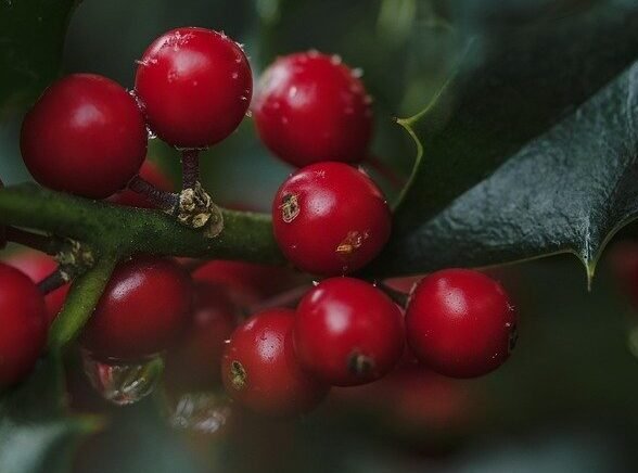 holly, ilex, red berries-7602422.jpg